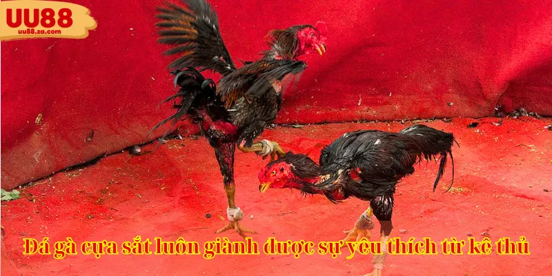 Đá gà cựa sắt luôn giành được sự yêu thích từ kê thủ