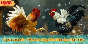 Đá Gà Cựa Sắt - Trò Chơi Đá Gà Hấp Dẫn Đỉnh Cao Tại UU88