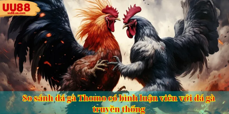 So sánh đá gà Thomo có bình luận viên với đá gà truyền thống