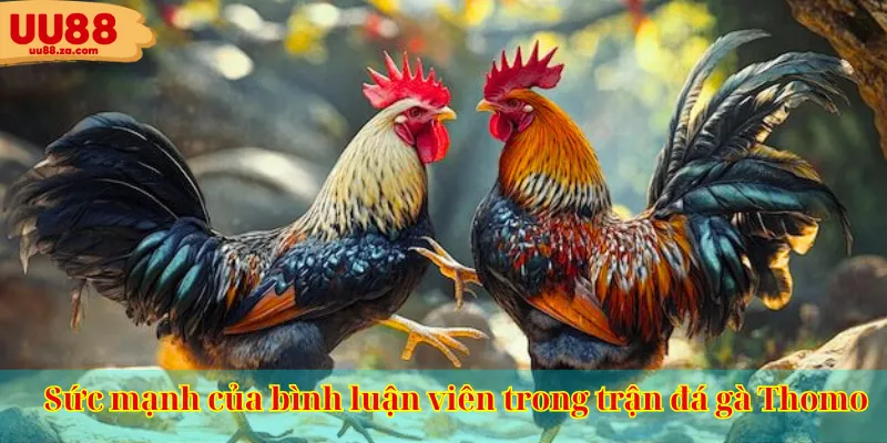 Sức mạnh của bình luận viên trong trận đá gà Thomo