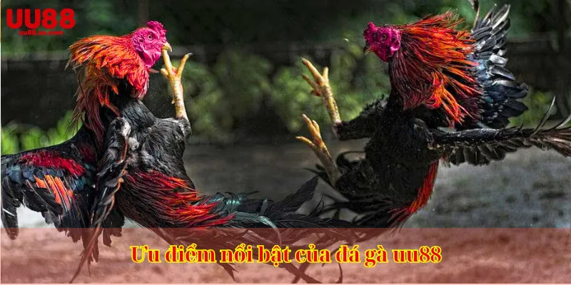 Ưu điểm nổi bật của đá gà uu88
